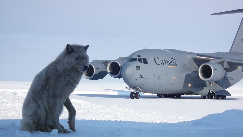 Un plan du gouvernement du Canada en arrière-plan et un loup gris au premier plan.